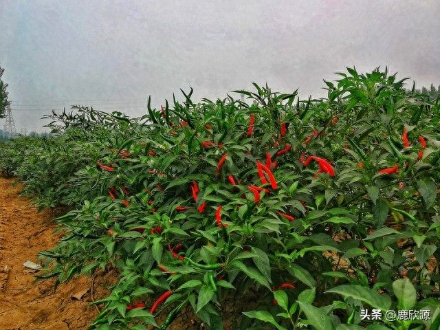 小辣椒种植技术
