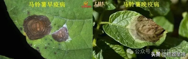 秋马铃薯的种植技术