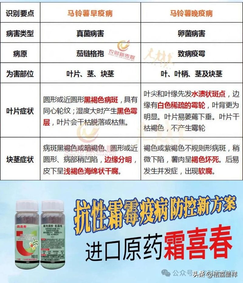 秋马铃薯的种植技术