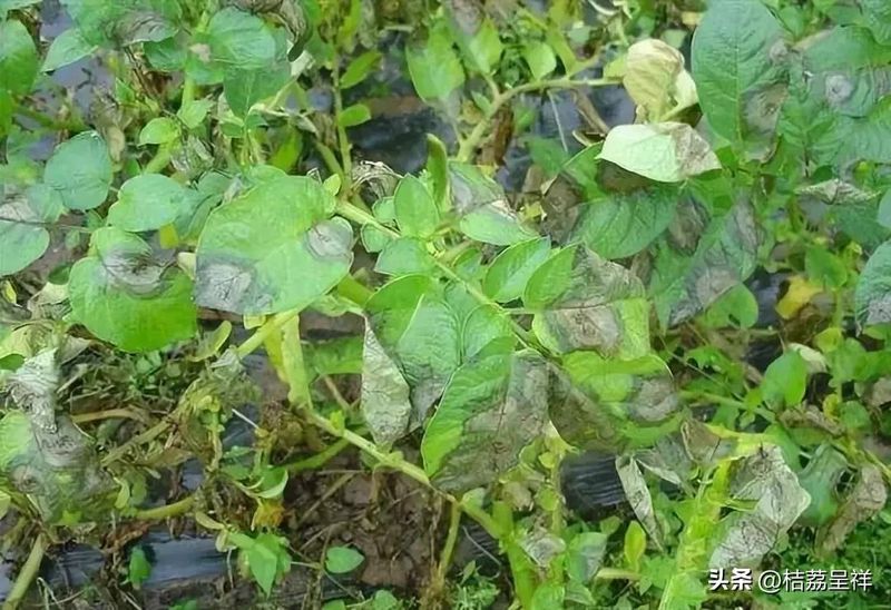 秋马铃薯的种植技术