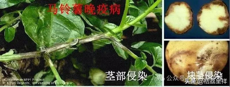 秋马铃薯的种植技术