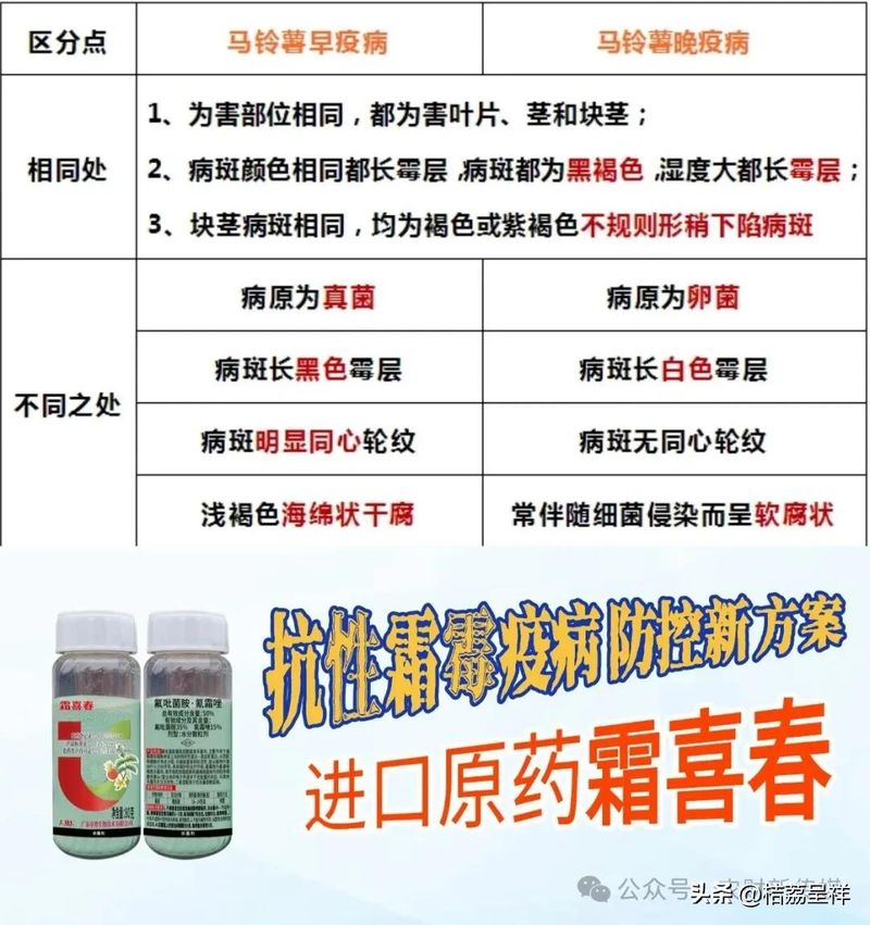 秋马铃薯的种植技术