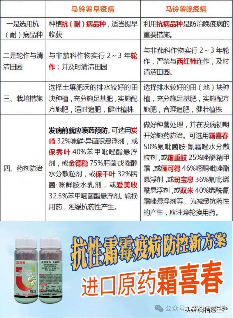 秋马铃薯的种植技术