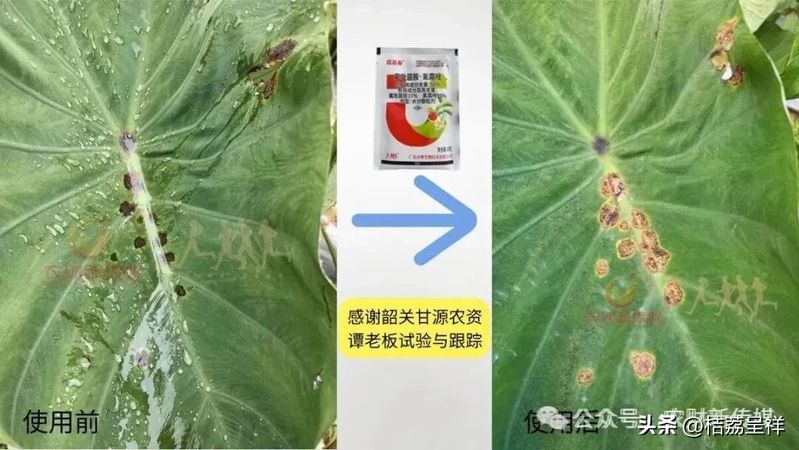 秋马铃薯的种植技术