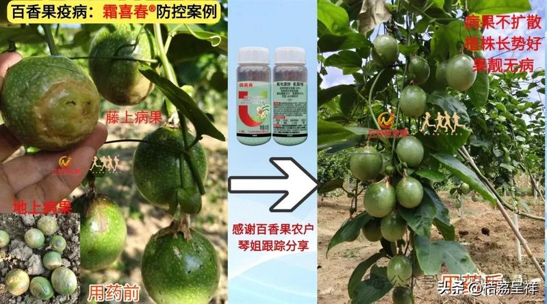 秋马铃薯的种植技术