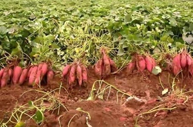 红薯高产种植方法