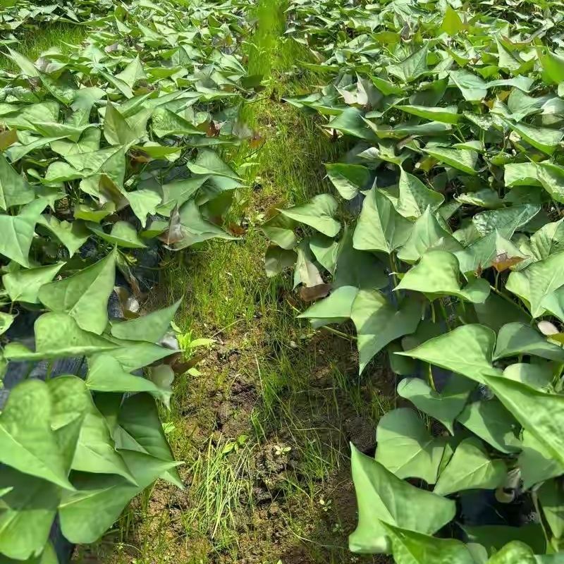 红薯高产种植方法