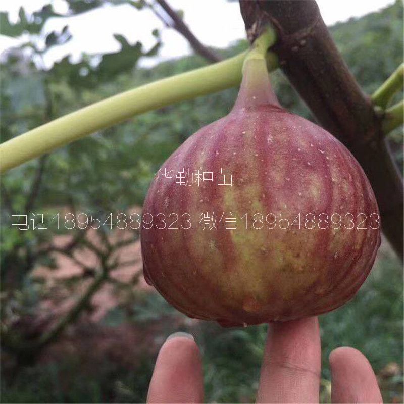 大棚种植最新果树品种