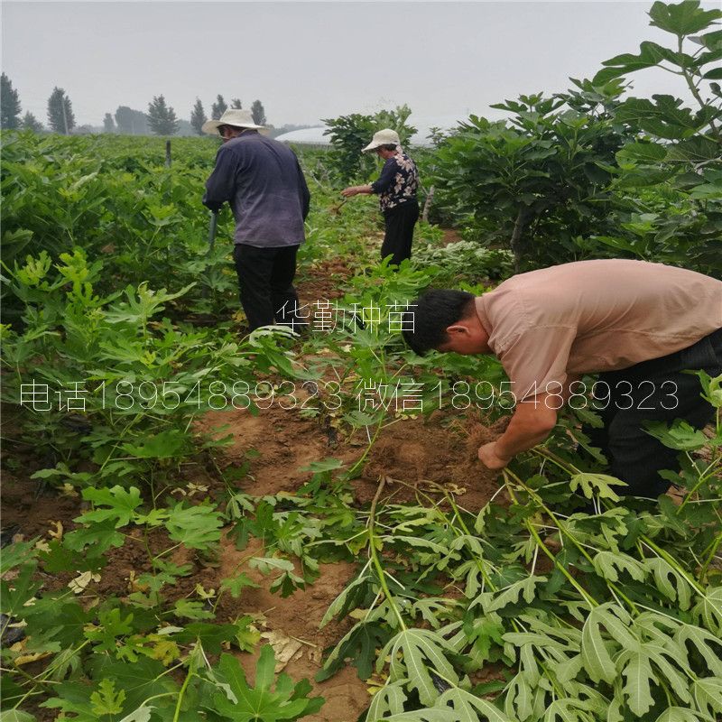 大棚种植最新果树品种