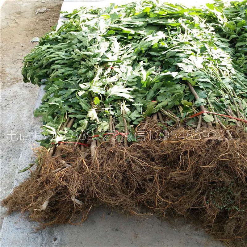 大棚种植最新果树品种