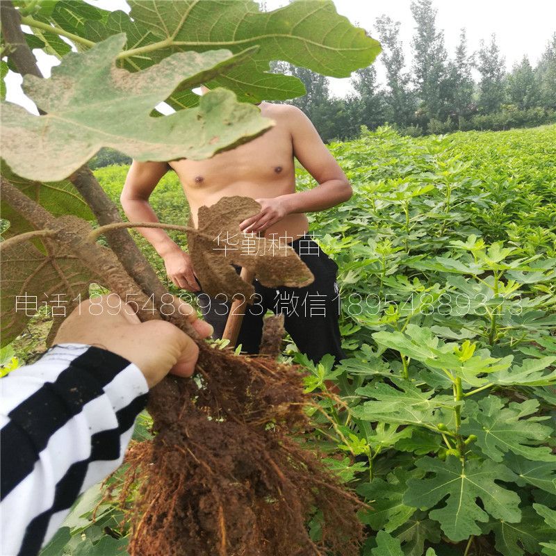 大棚种植最新果树品种