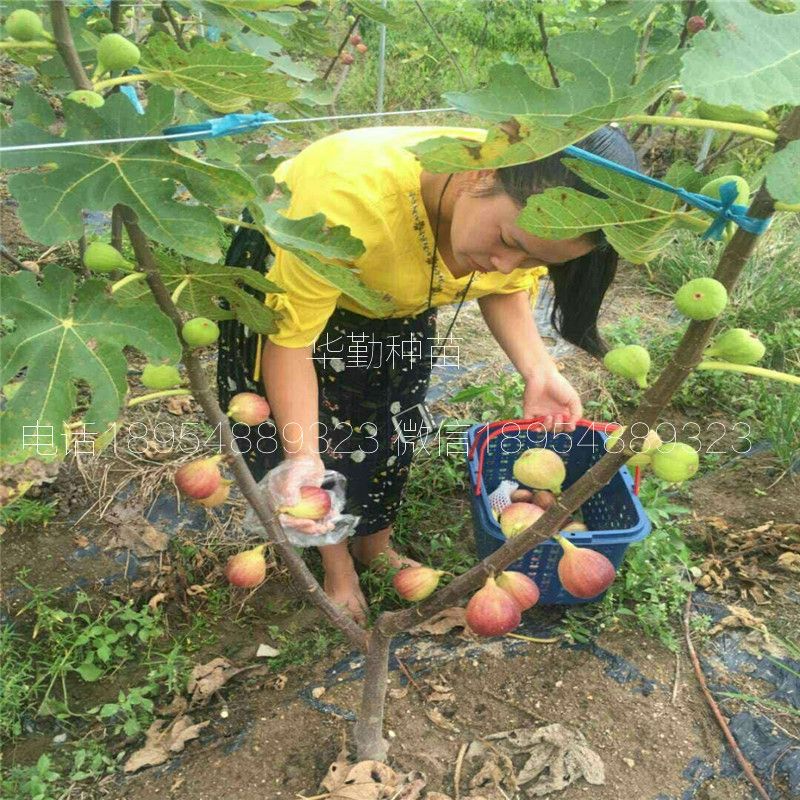 大棚种植最新果树品种