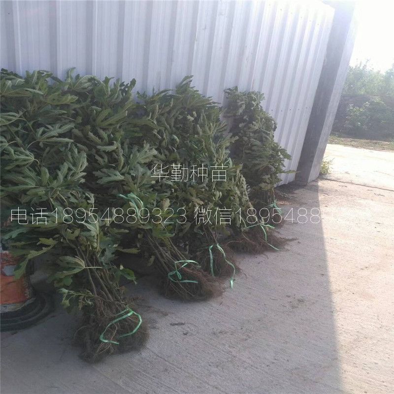 大棚种植最新果树品种