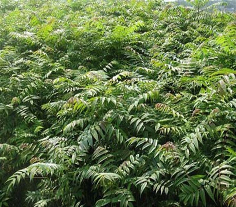 大棚种植最新果树品种