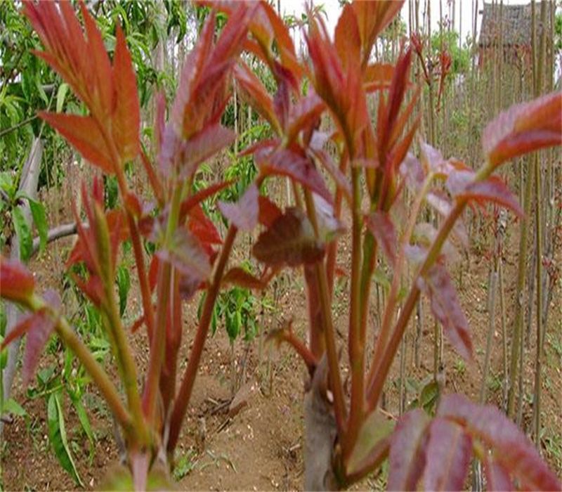 大棚种植最新果树品种