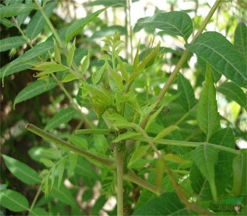 大棚种植最新果树品种