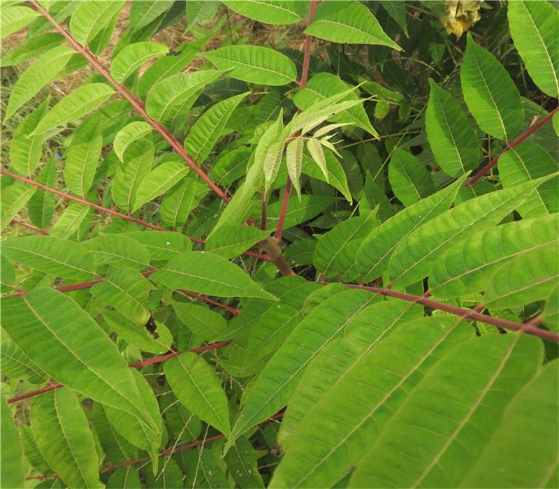 大棚种植最新果树品种