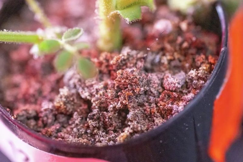月球种植蔬菜