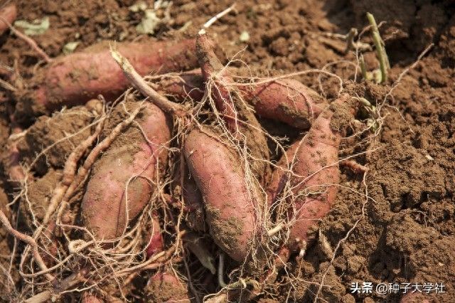 红薯高产种植方法