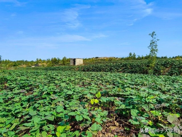 红薯高产种植方法