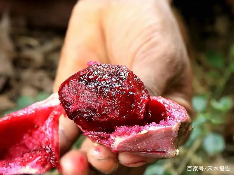 八月瓜多少钱一斤