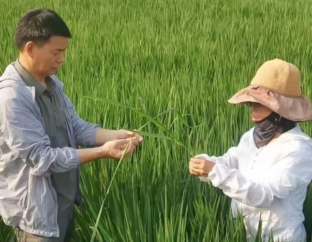 白术高产种植技术