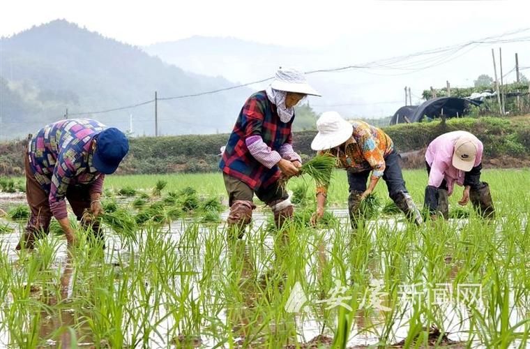 白术高产种植技术