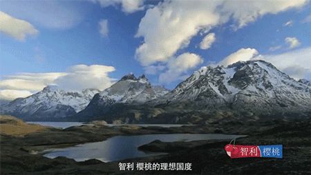 美国车厘子种植技术