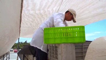 美国车厘子种植技术