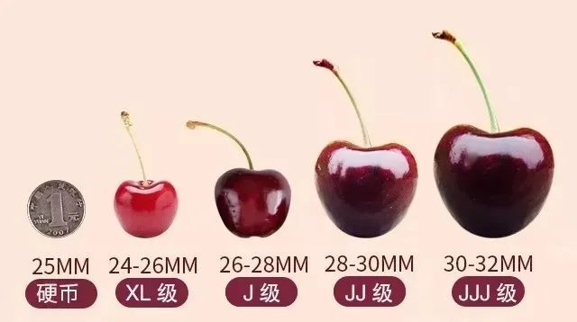 美国车厘子种植技术