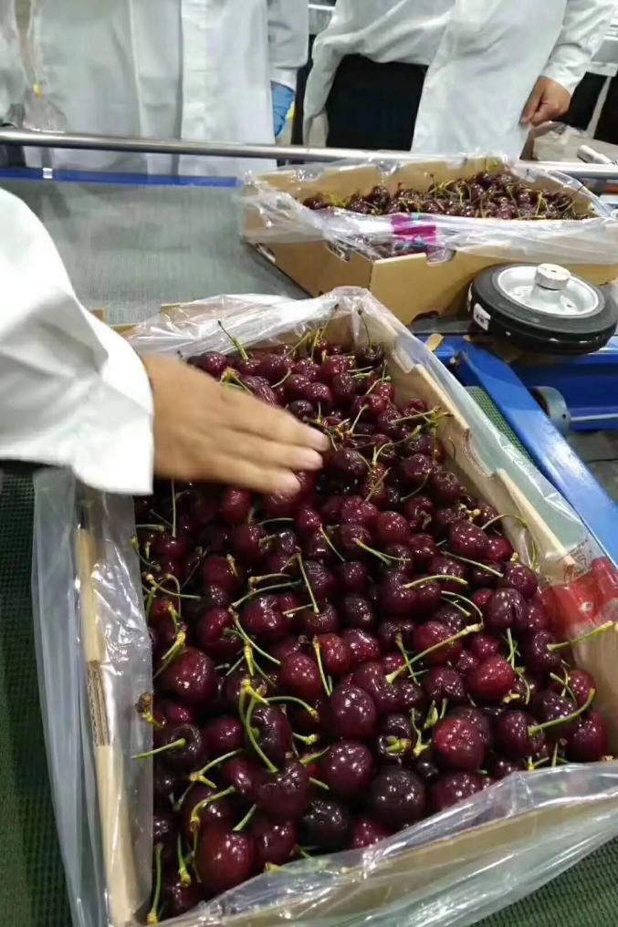 美国车厘子种植技术