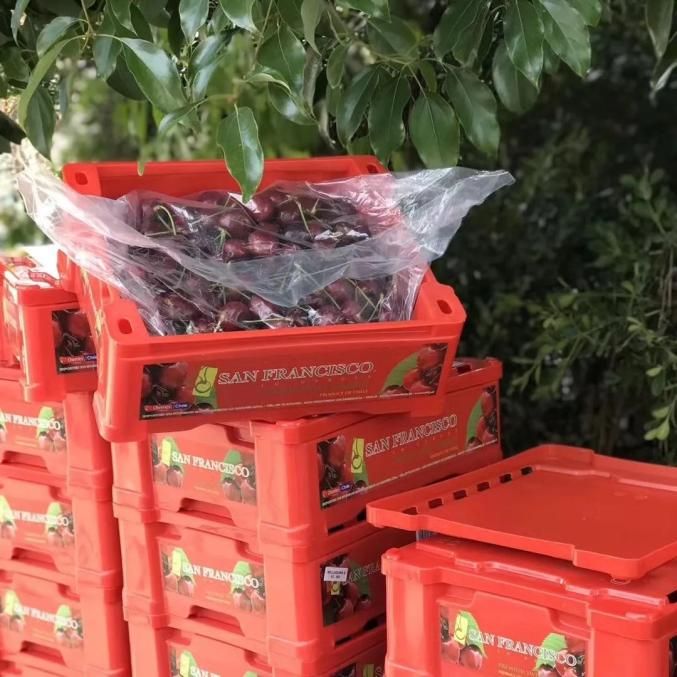 美国车厘子种植技术