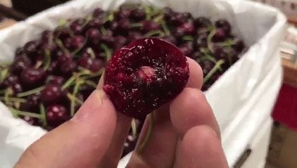 美国车厘子种植技术