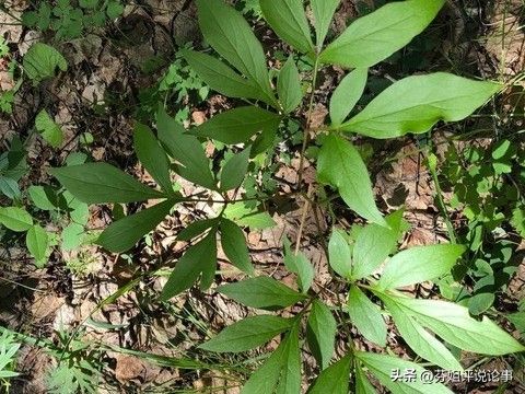 白术高产种植技术