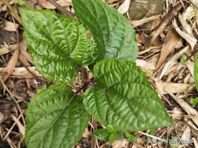 白术高产种植技术