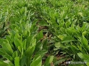 白术高产种植技术
