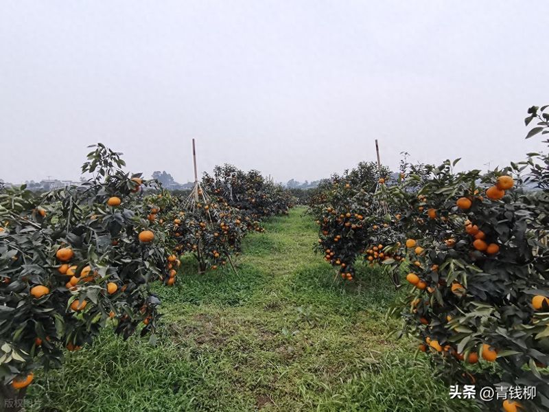 白术高产种植技术