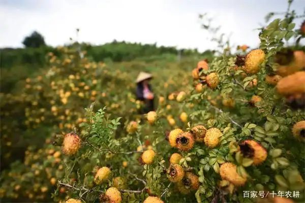 八月瓜多少钱一斤