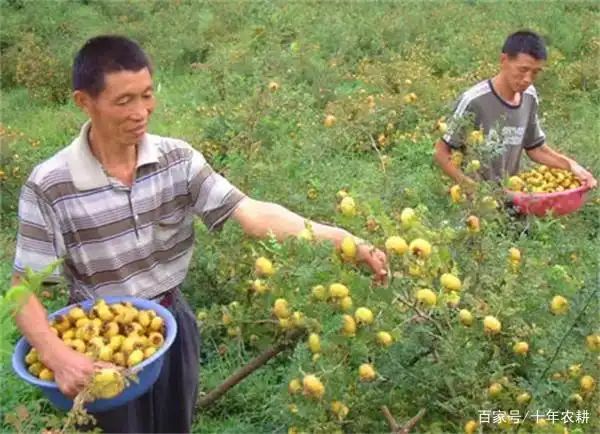 八月瓜多少钱一斤