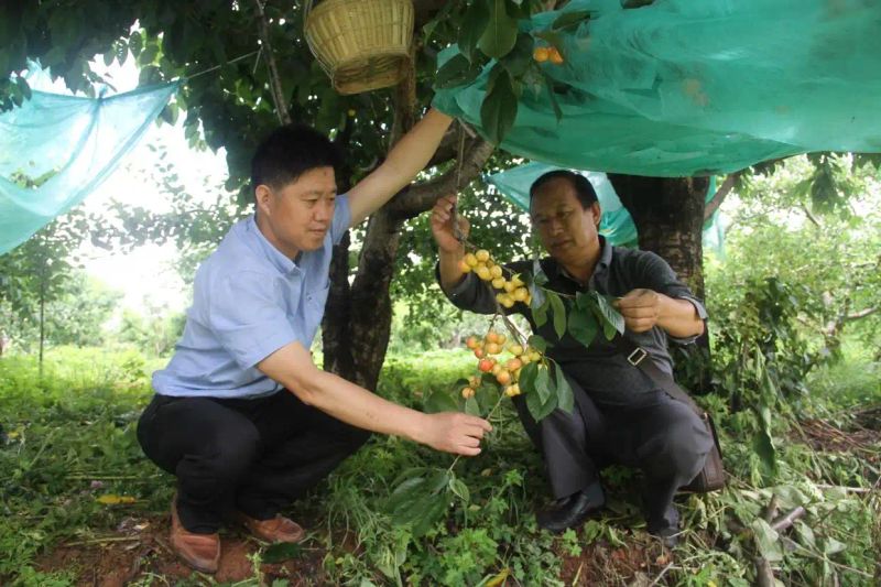 美国车厘子种植技术