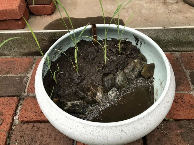 盆栽荷花的种植方法