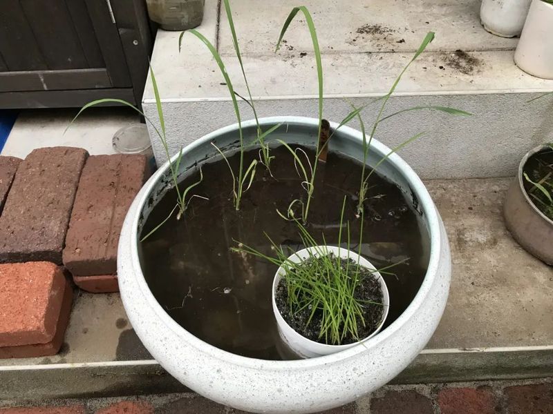 盆栽荷花的种植方法