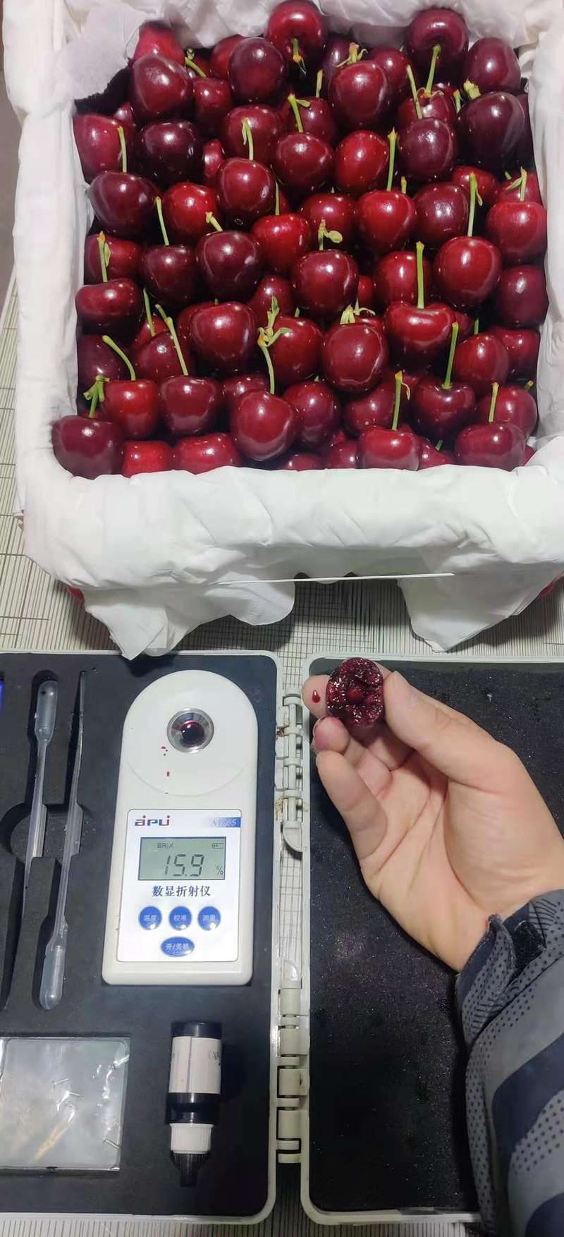 美国车厘子种植技术