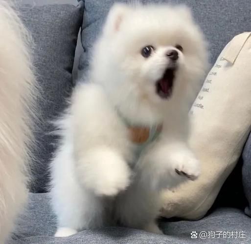 国美狗多少钱一只