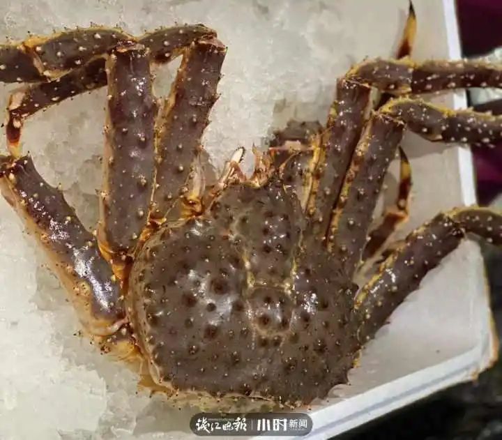 野生象拔蚌多少钱一斤