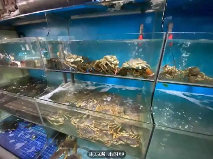 野生象拔蚌多少钱一斤