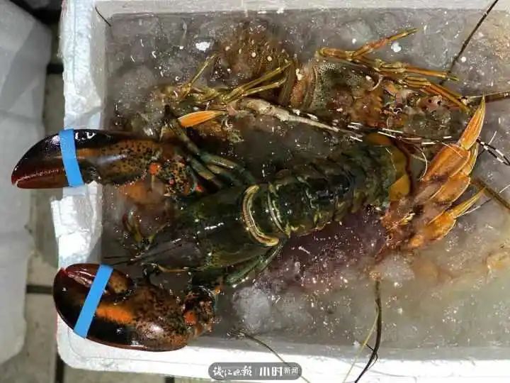 野生象拔蚌多少钱一斤