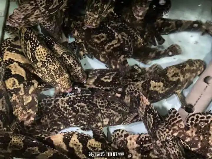 野生象拔蚌多少钱一斤
