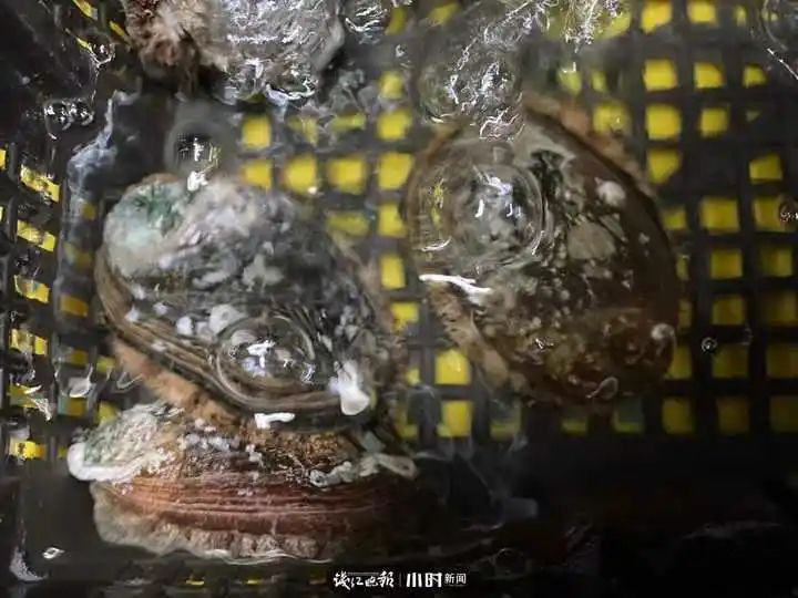 野生象拔蚌多少钱一斤
