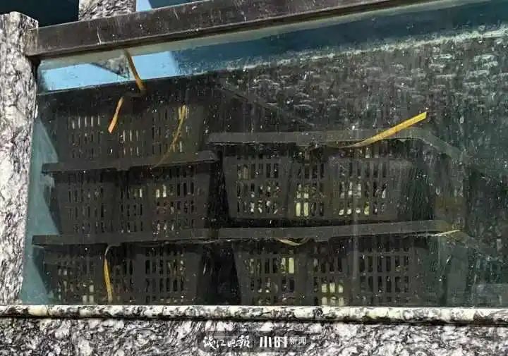野生象拔蚌多少钱一斤